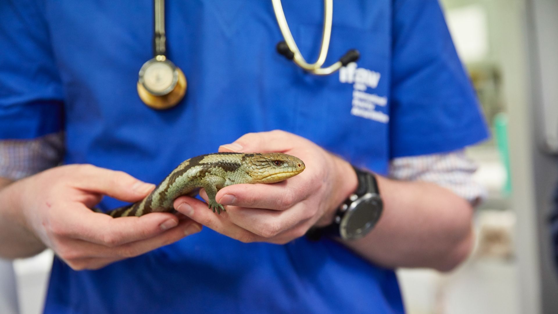 An Exotic Animal Vet holding a turtle in his hands