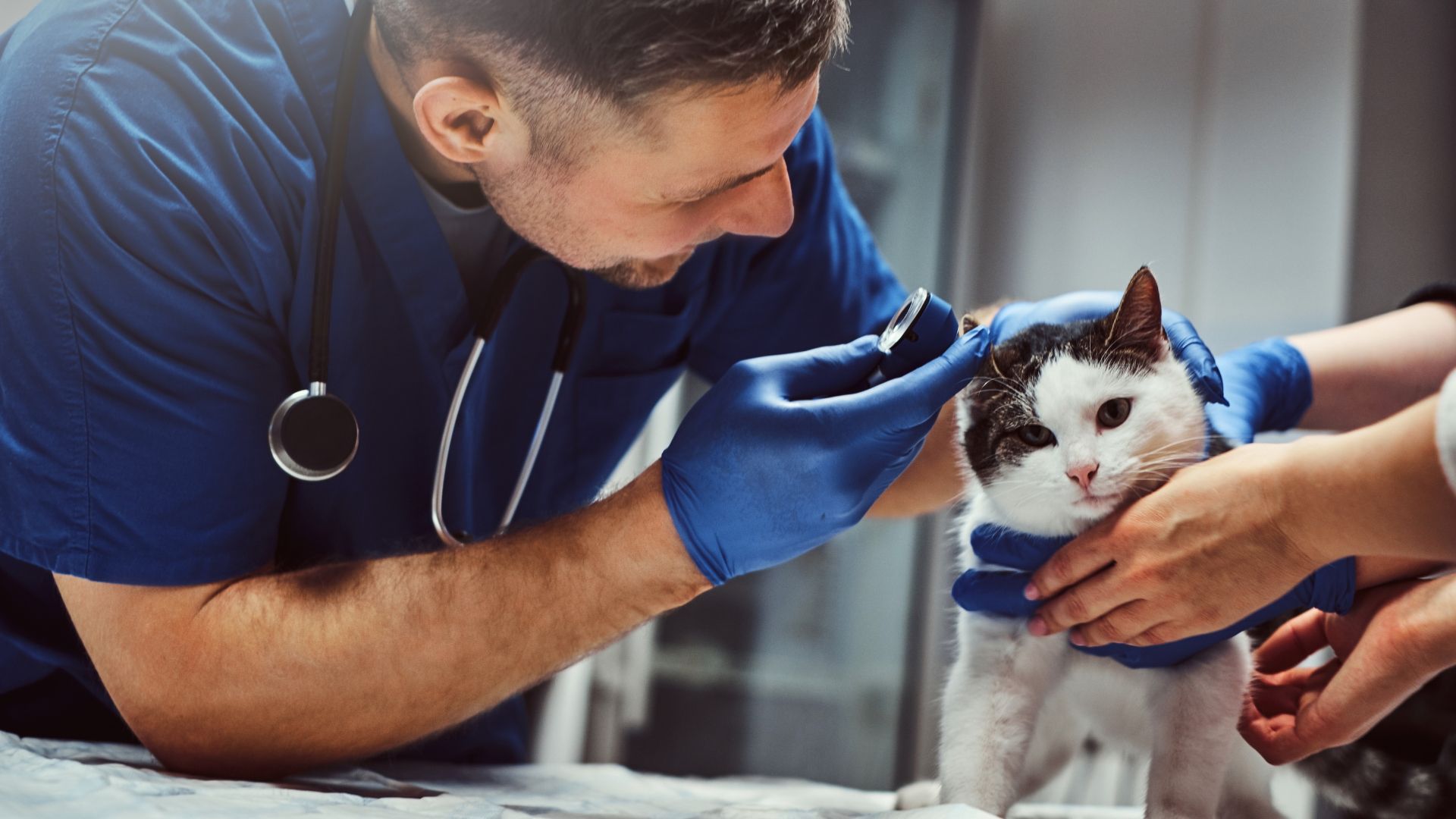 7 Hiring Strategies for Veterinary Professionals November 2023