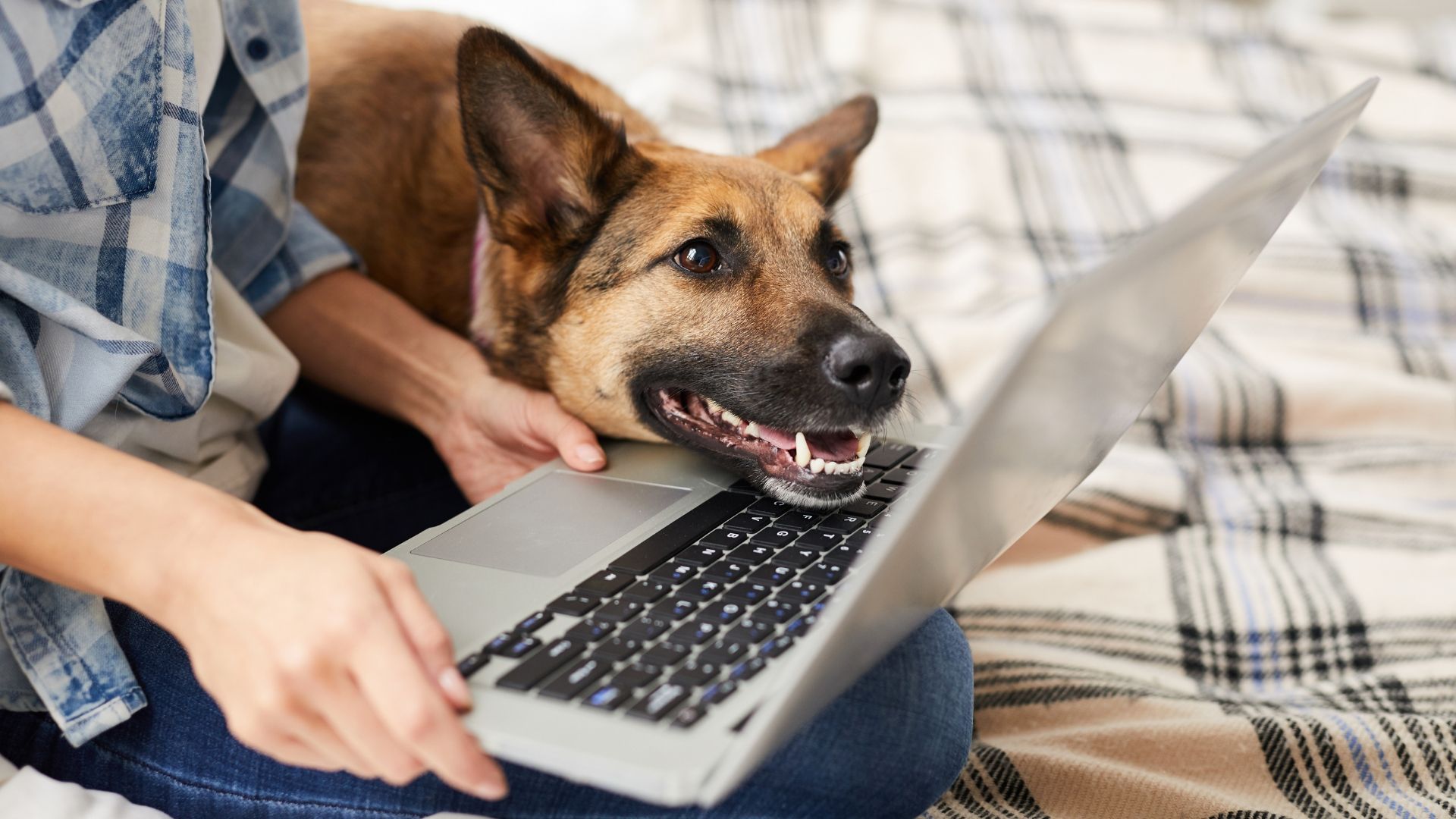 Remote Veterinary Jobs as shown by a dog looking at a telehealth veterinarian appointment