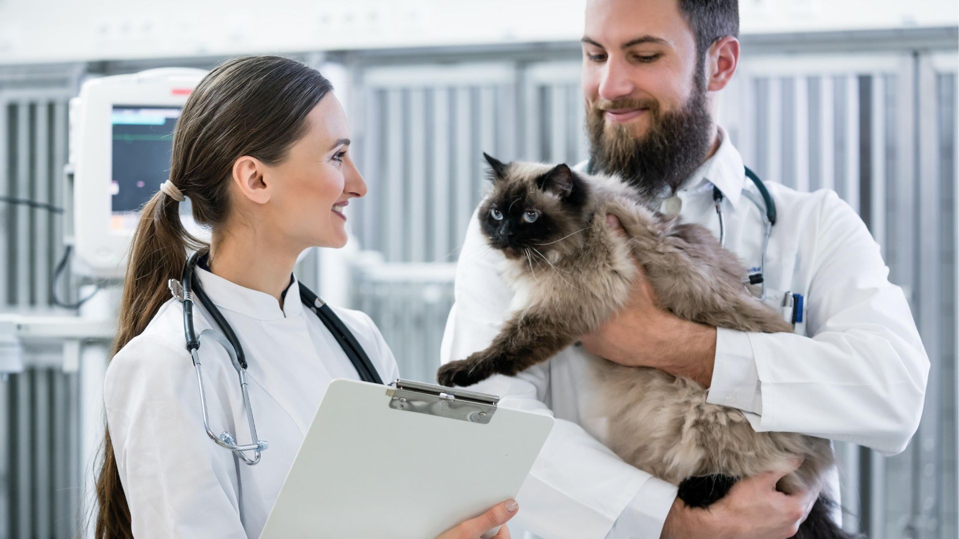 Talent Management shown by two veterinarians caring for a cat in a room of kennels