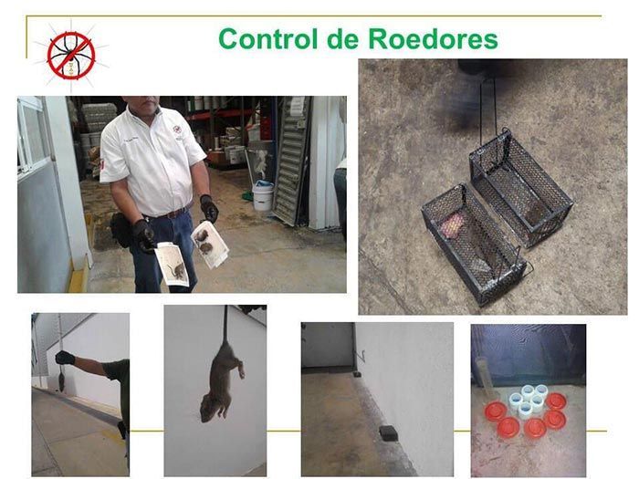 UAY - CONTROL DE ROEDORES