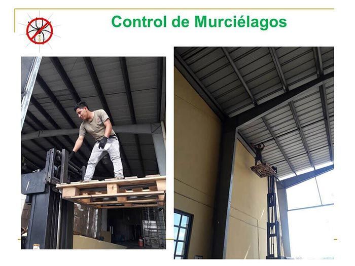 UAY - CONTROL DE MURCIÉLAGOS