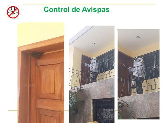 UAY - CONTROL DE AVISPAS