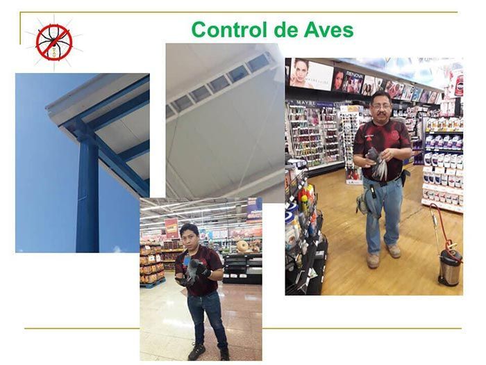 UAY - CONTROL DE AVES