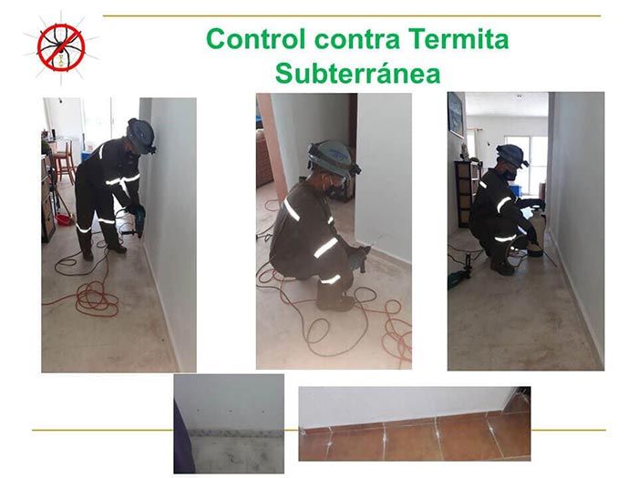 UAY - CONTROL CONTRA TERMITAS