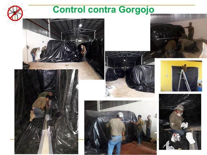 UAY - CONTROL CONTRA GORGOJO