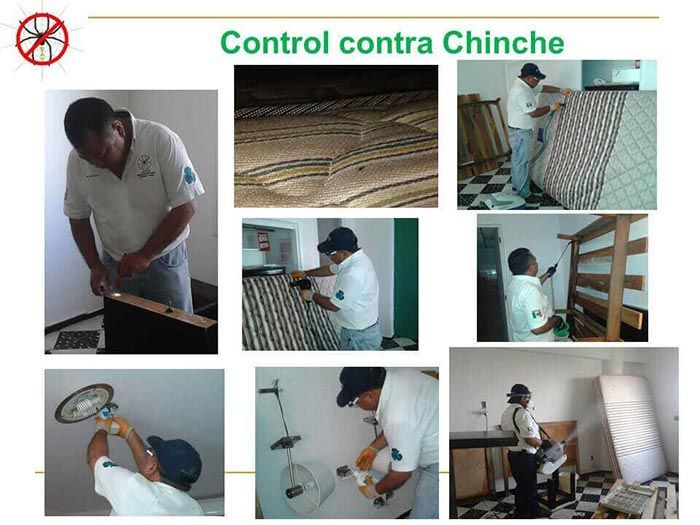 UAY - CONTROL CONTRA CHINCHE