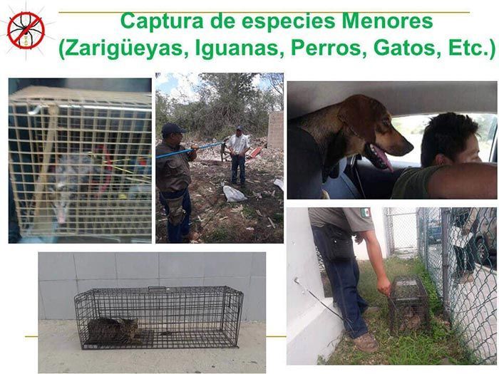 UAY - CAPTURA DE ESPECIES MENORES