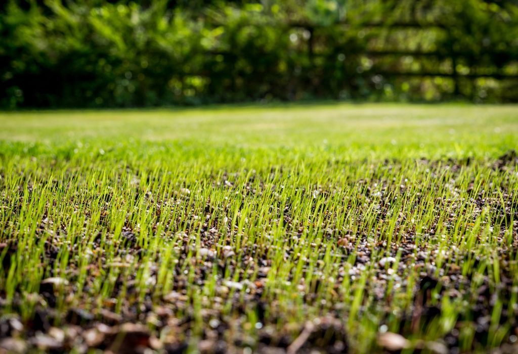 overseeding thin patchy grass healthier lawn