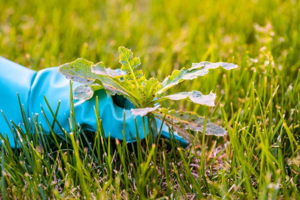 Weed Control Service