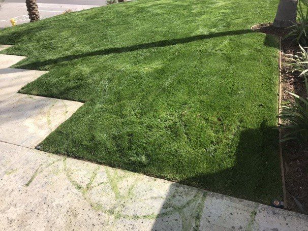 Lush green grass borders a concrete sidewalk. Bright sun casts a long shadow.