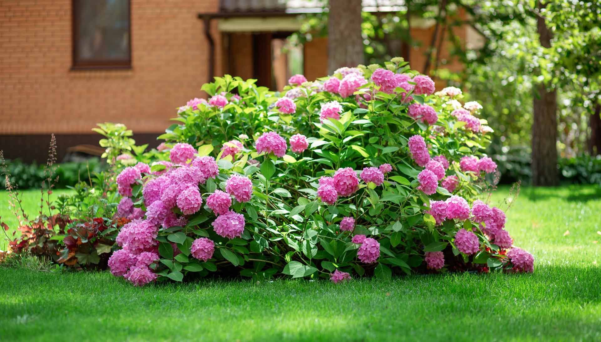 Pink hydrangea bush in a garden with green grass and a brick house in the background.