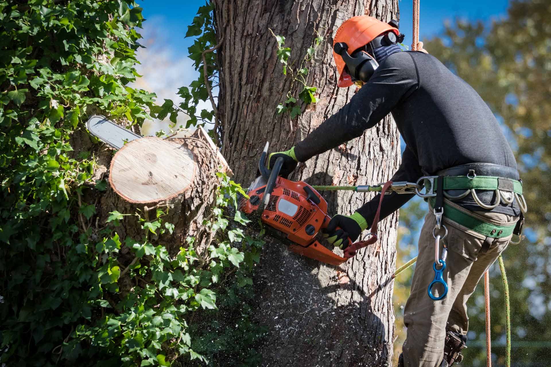 Arborist in safety gear using a chainsaw to cut a tree branch.
