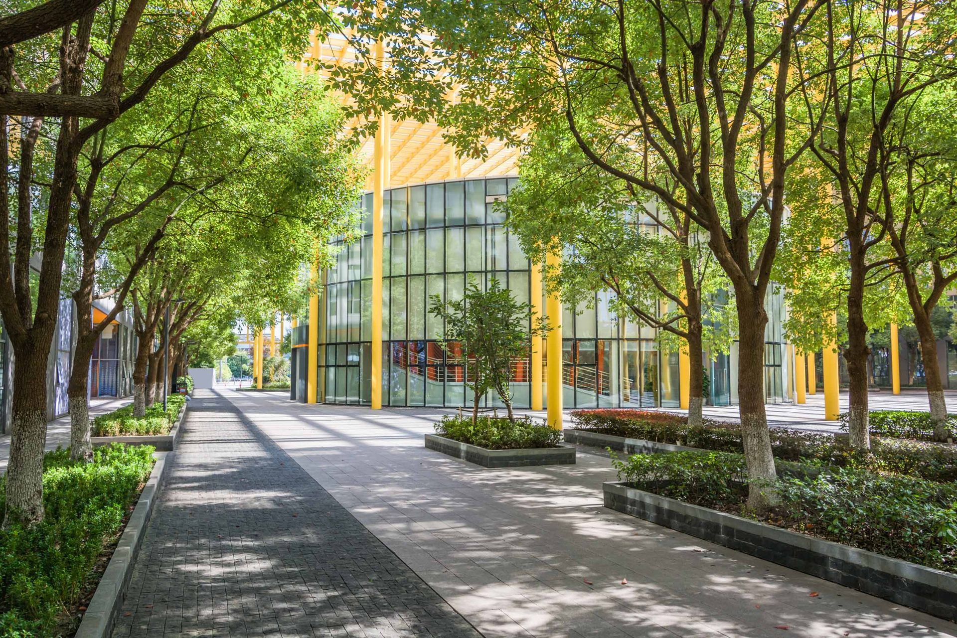 Pathway lined with trees leading to a modern building with yellow accents and glass windows.