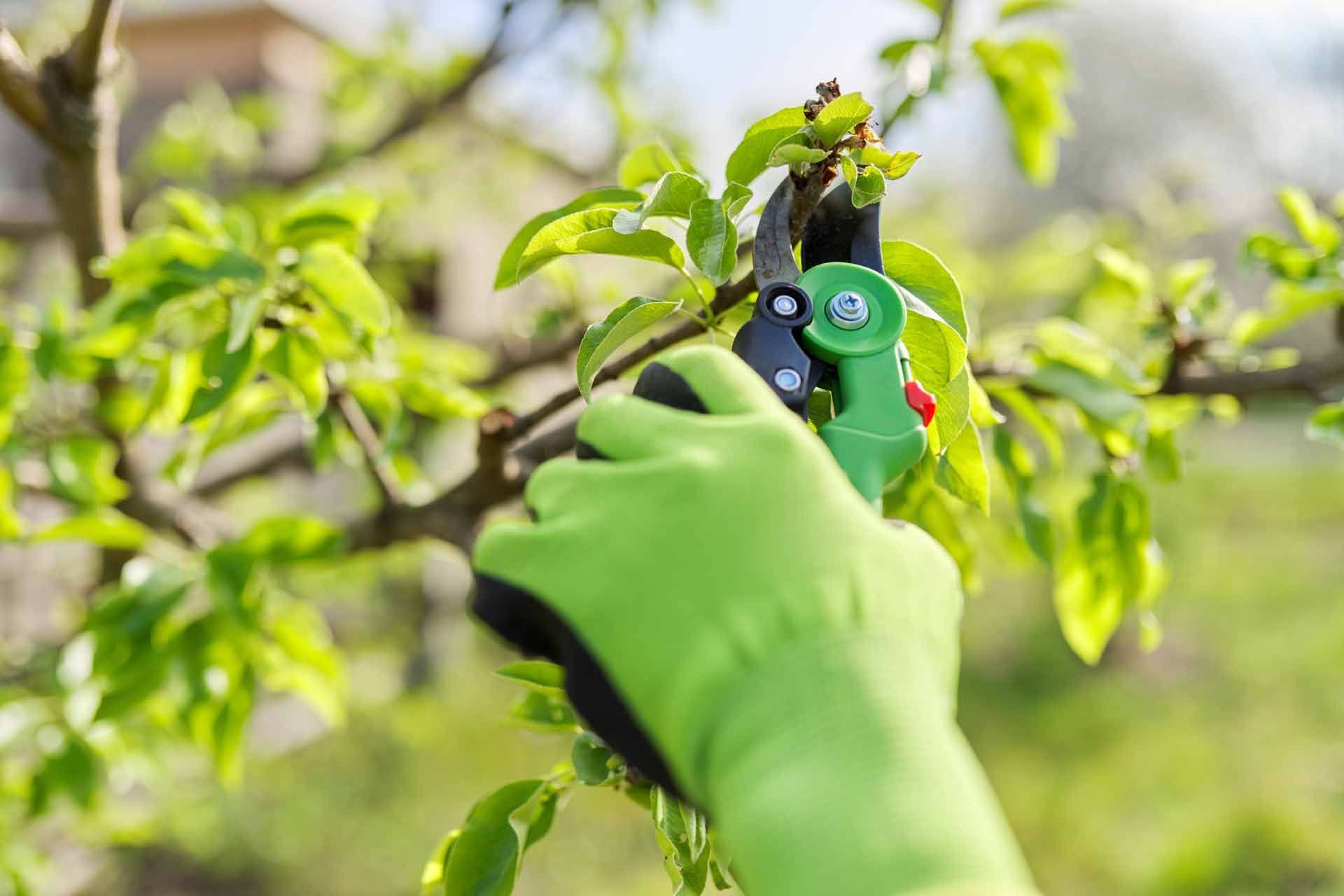Green-gloved hand pruning tree branch with green and black shears outdoors.