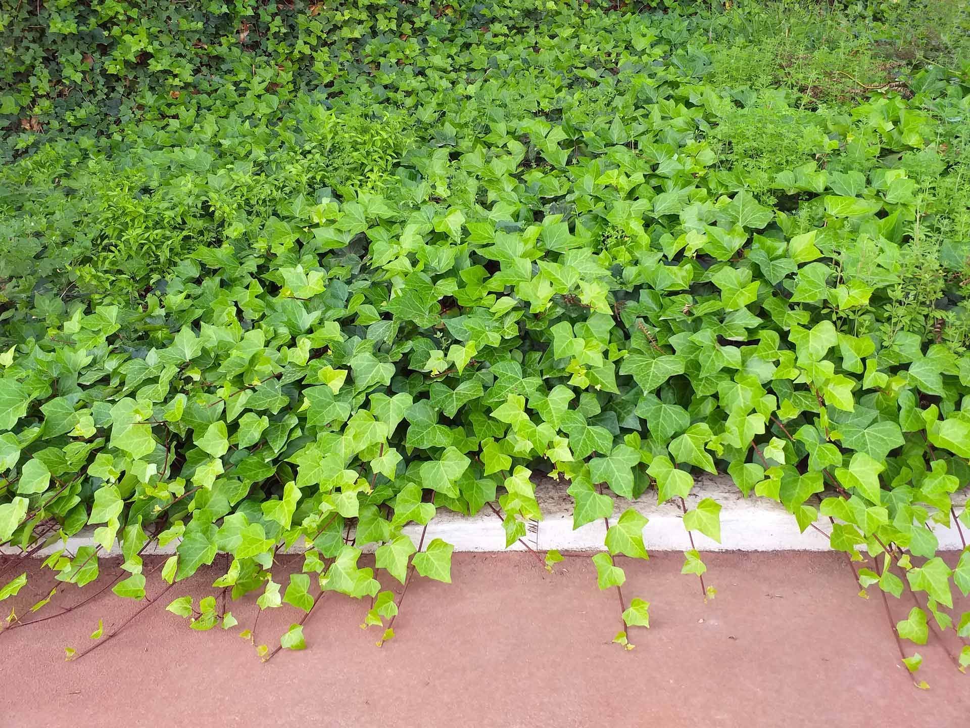 Green ivy ground cover sprawling over a border.