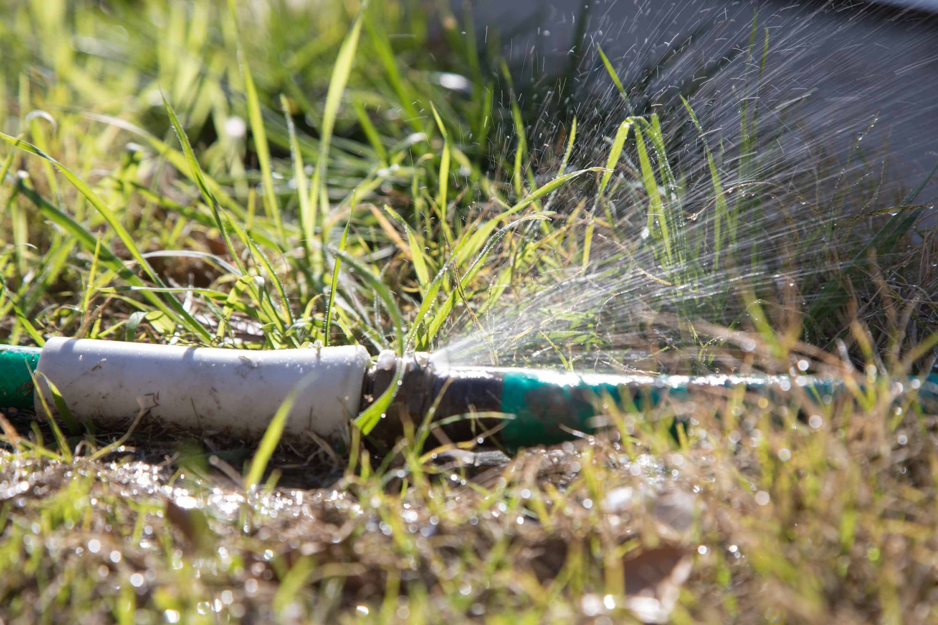 A green hose and white pipe are spraying water onto grass in a yard.