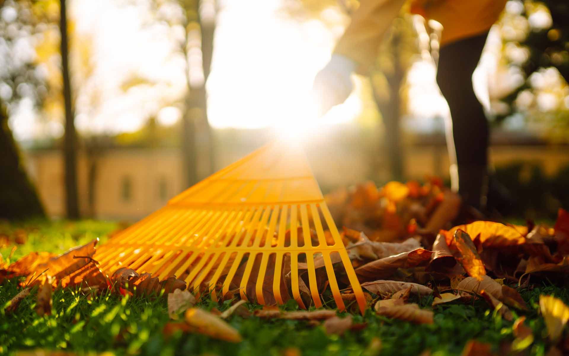 Yellow rake gathers fall leaves in sunlit yard.