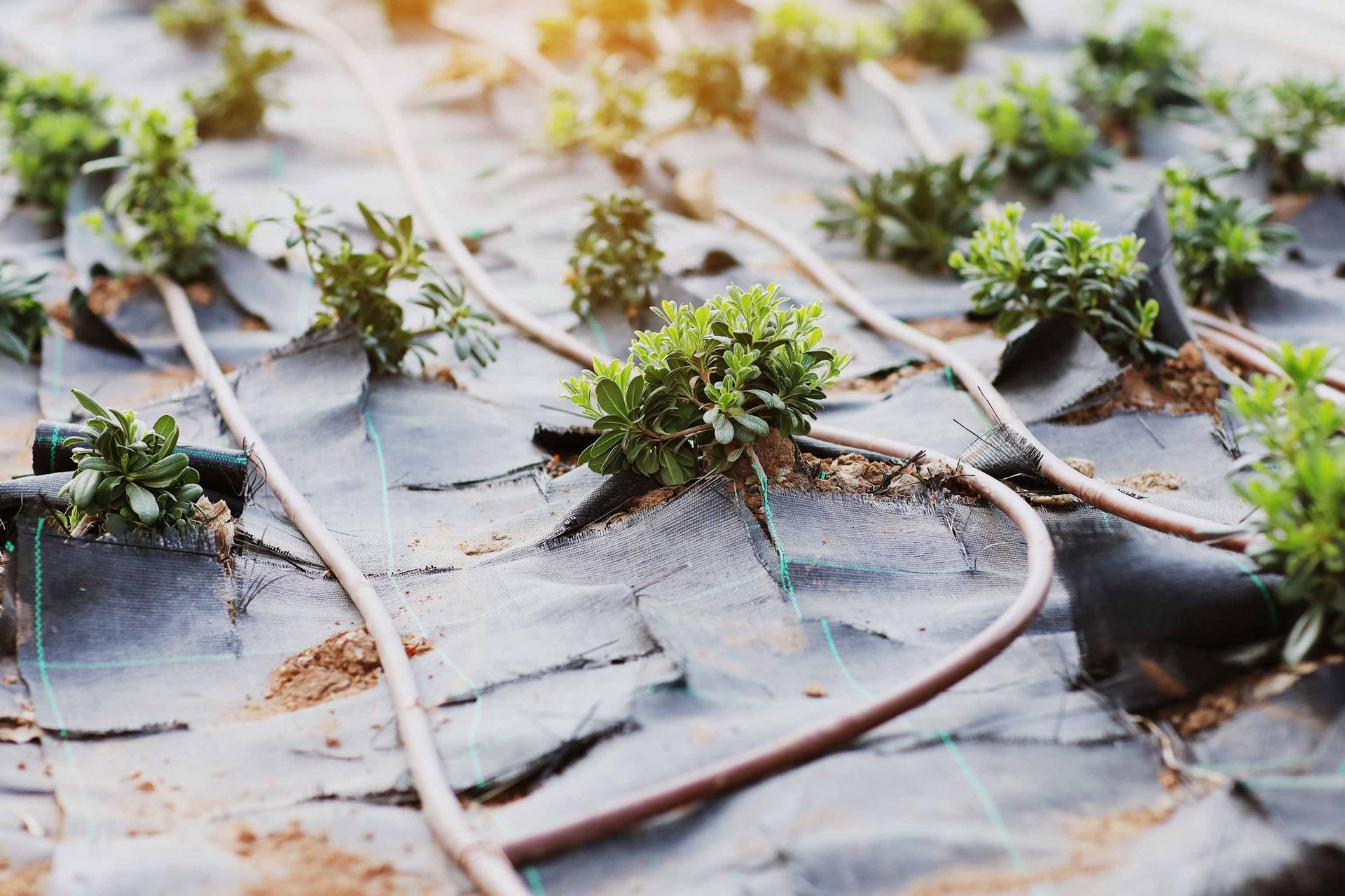 Garden with plants, black fabric, and irrigation tubes in a sunny setting.