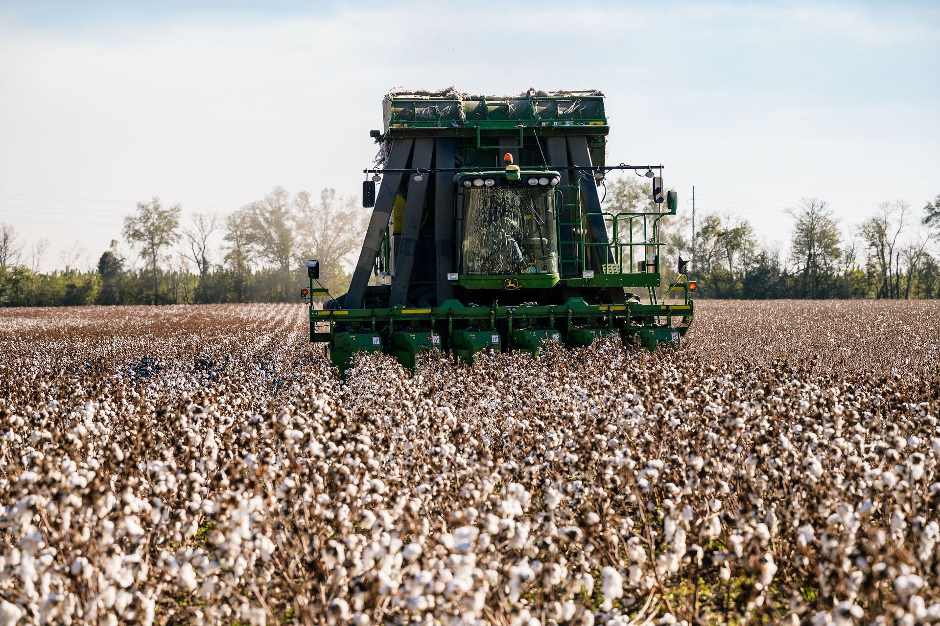 A green harvester is driving through a cotton field