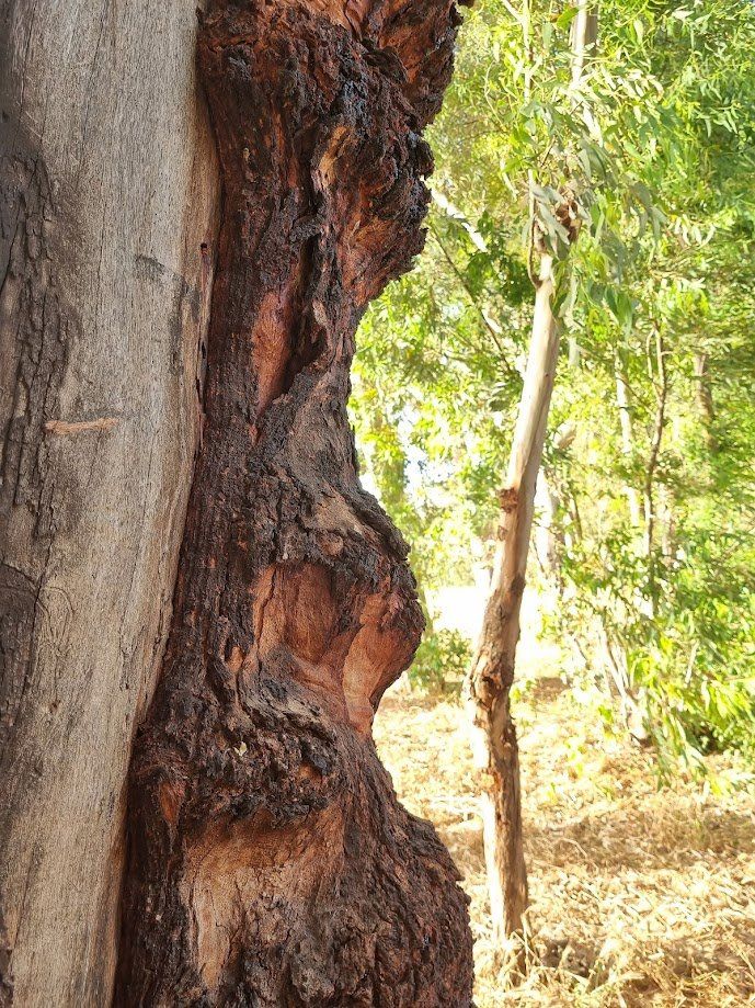 סדנאות צילום בסלולרי ; סדנאות צילום לקבוצות