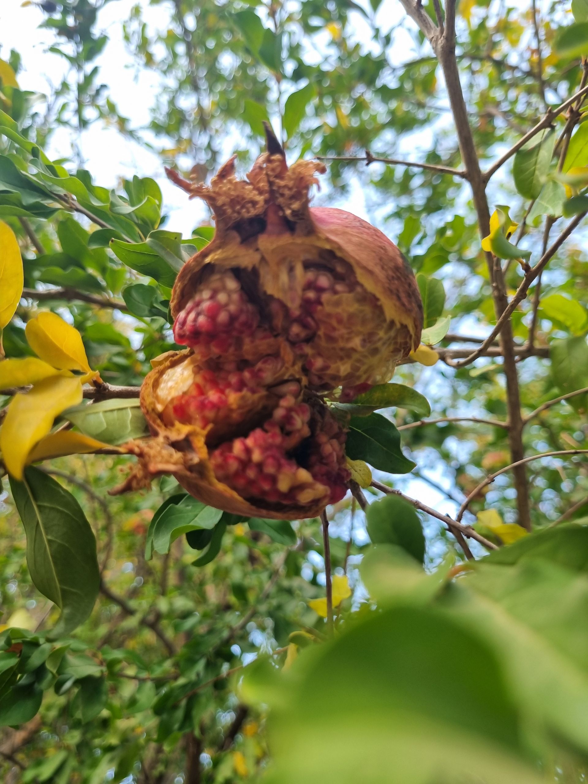 לדעת לצלם בסלולרי זה לדעת לספר את הסיפור שלי בתמונה