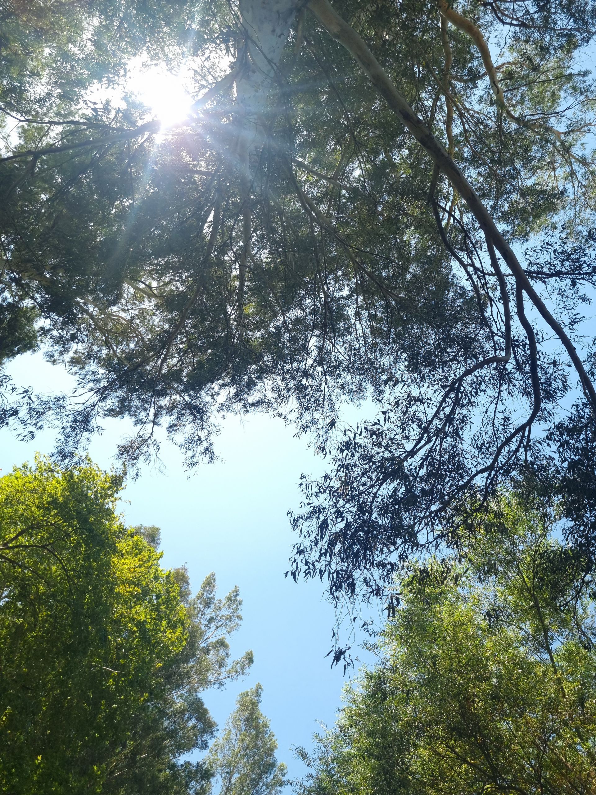 לדעת לצלם בסלולרי זה לדעת לספר את הסיפור שלי בתמונה