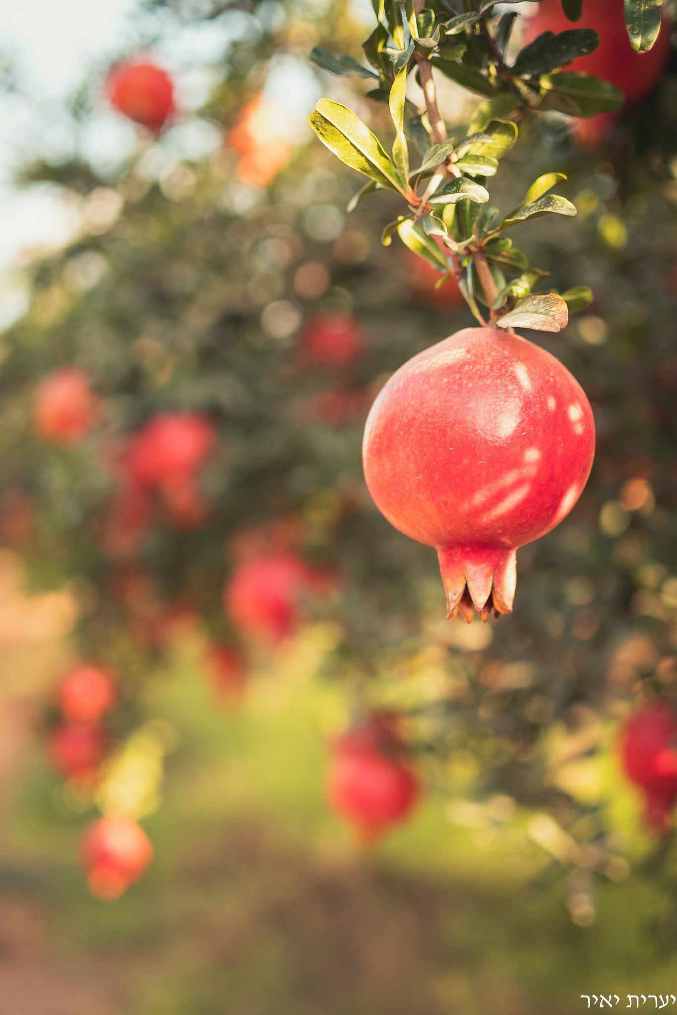 צילומים בטבע 