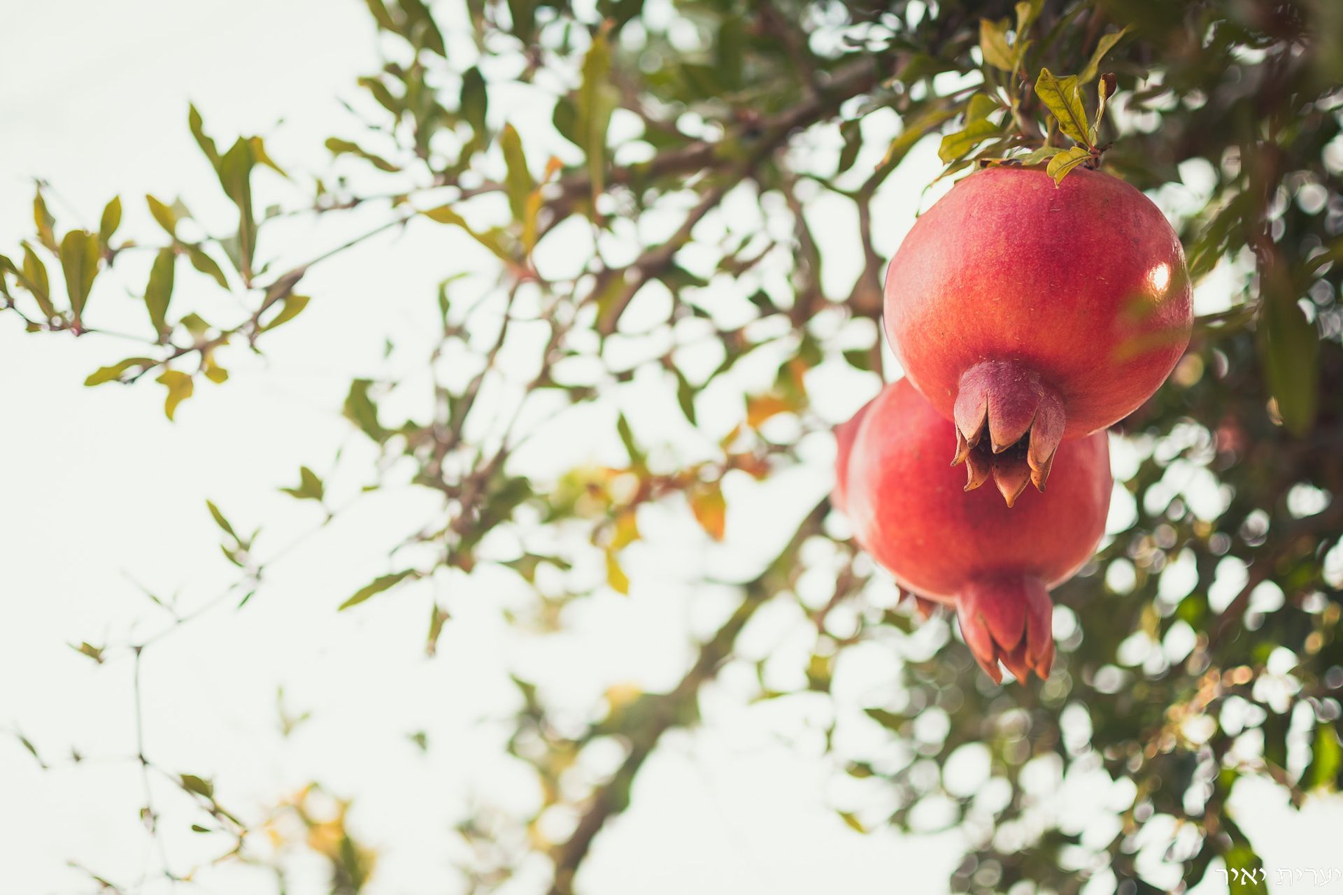 צילומים בטבע 