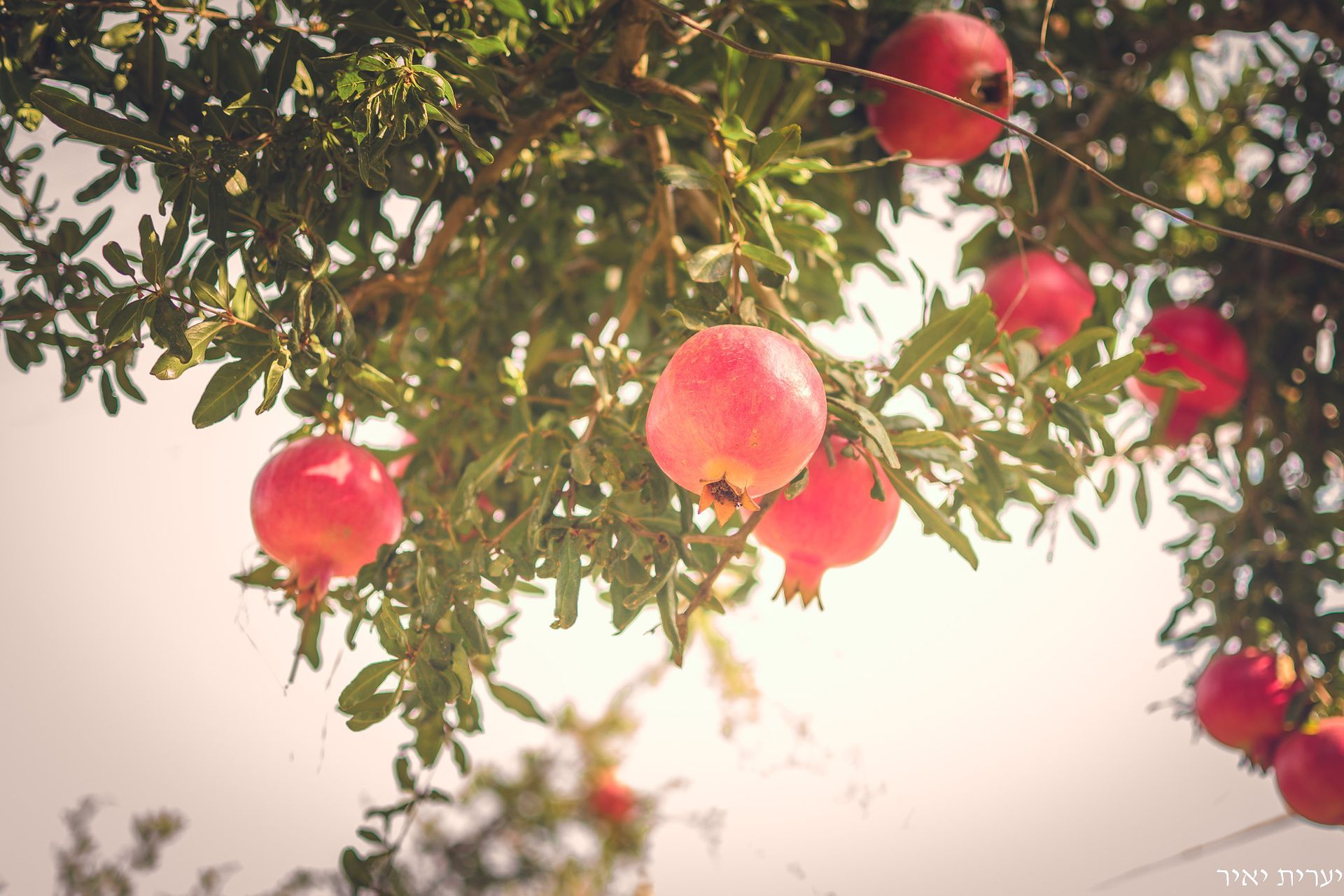 צילומים בטבע 