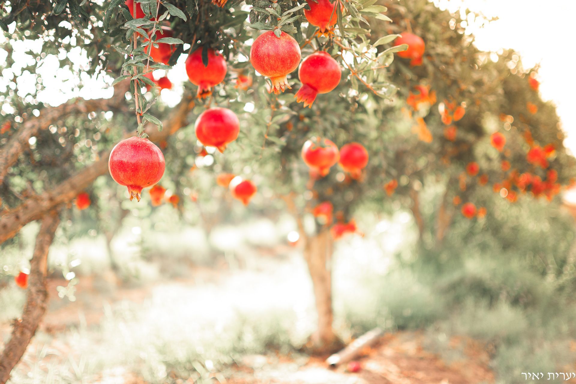 צילומים בטבע 