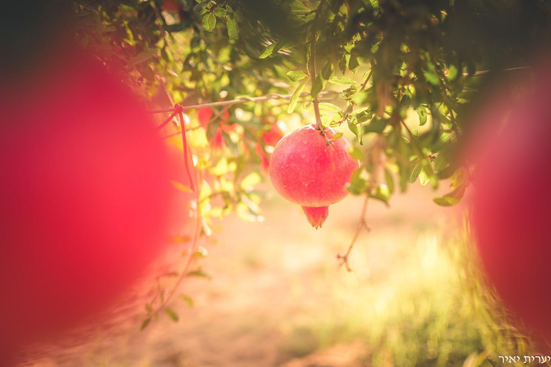 צילומים בטבע 