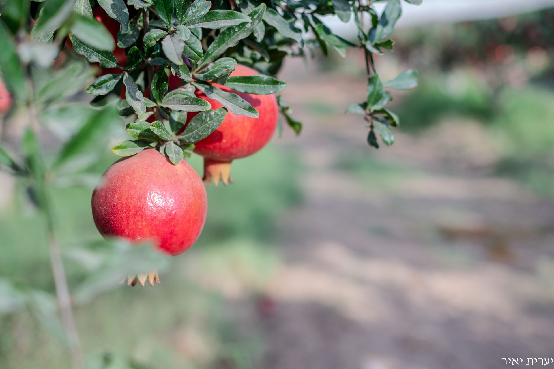 צילומים בטבע 