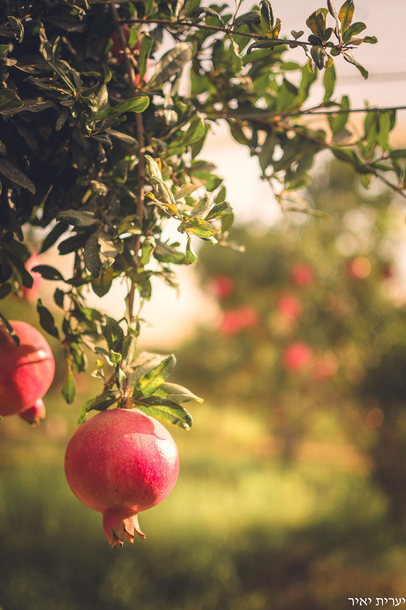 צילומים בטבע 