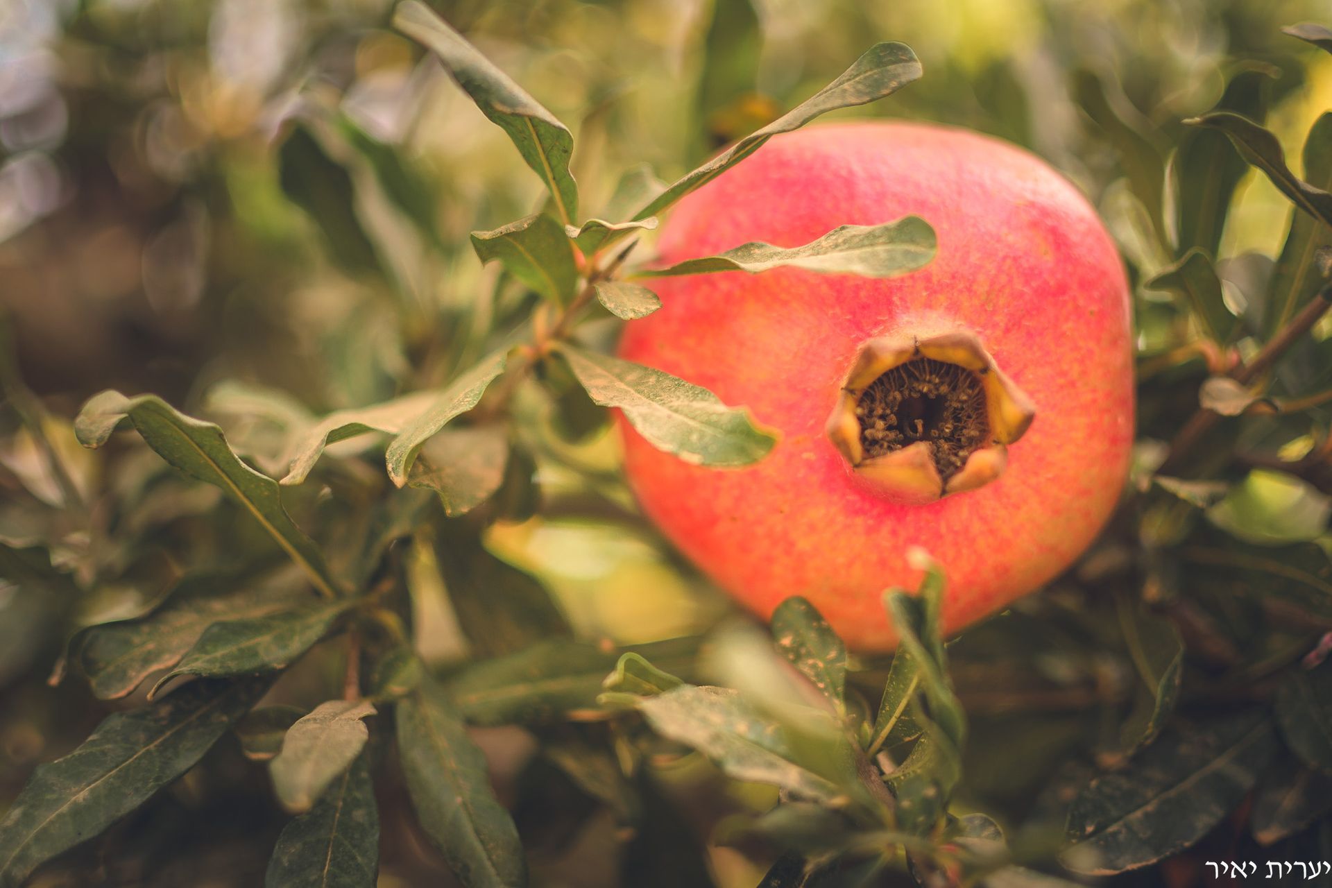 צילומים בטבע 