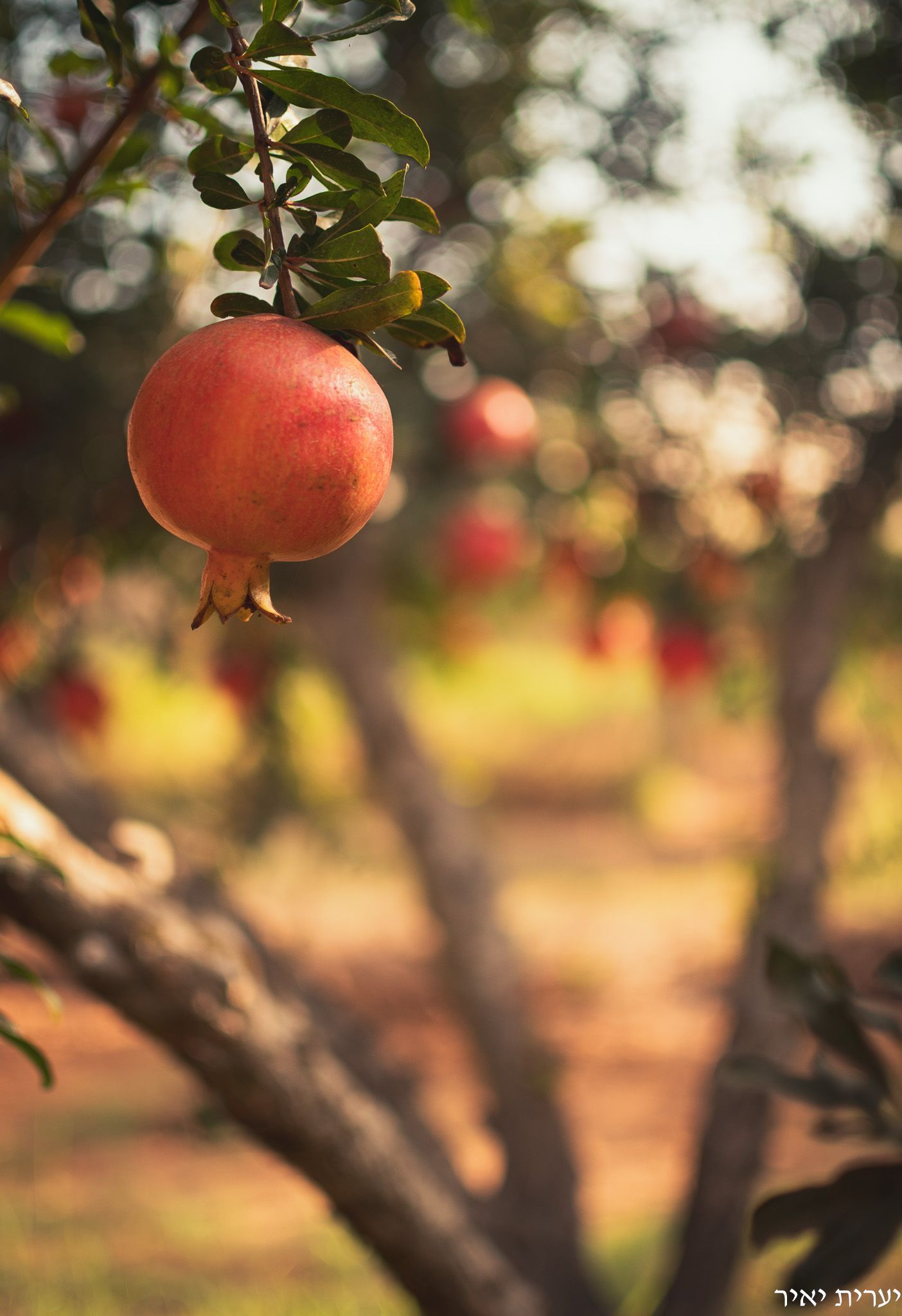 צילומים בטבע 