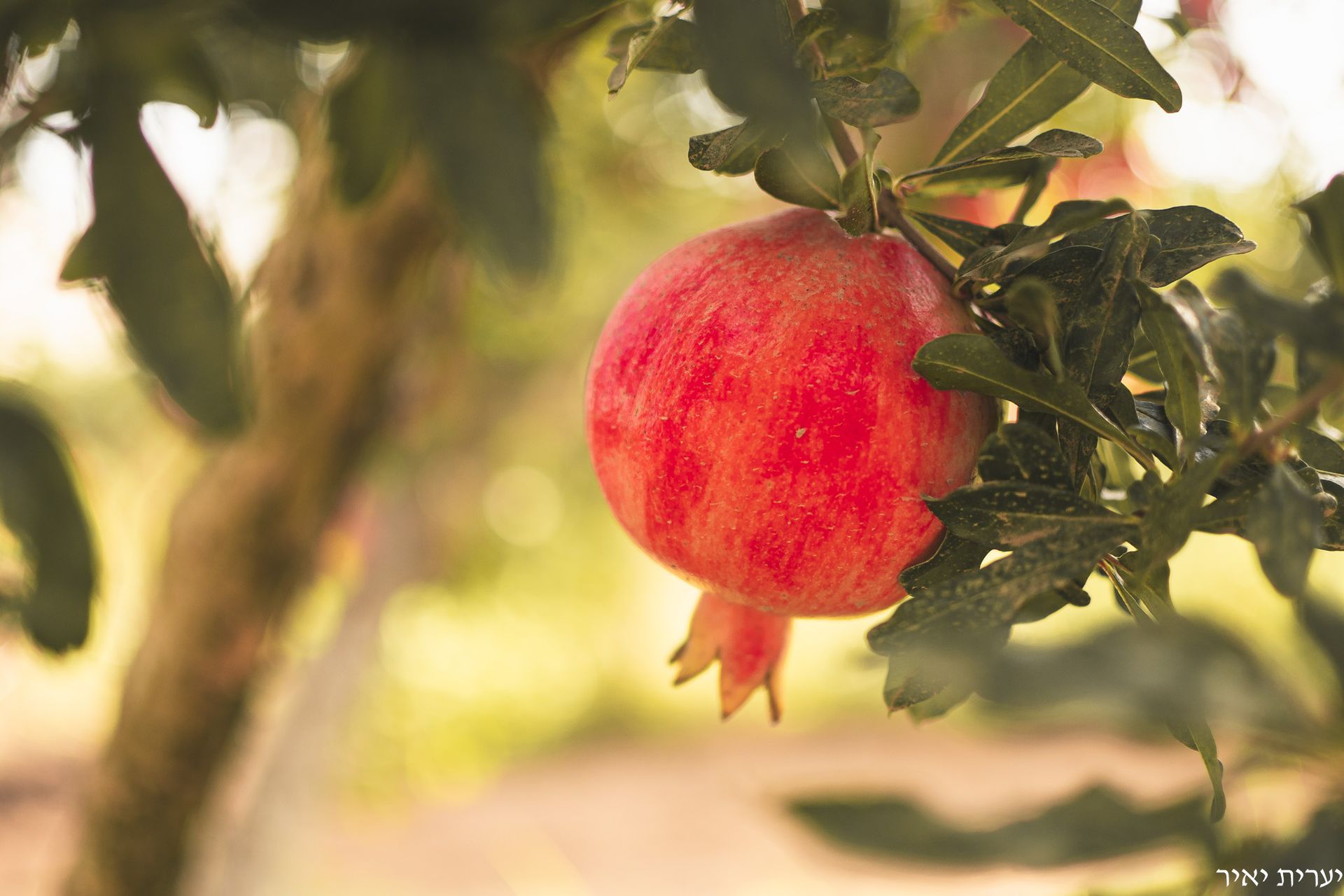 צילומים בטבע 