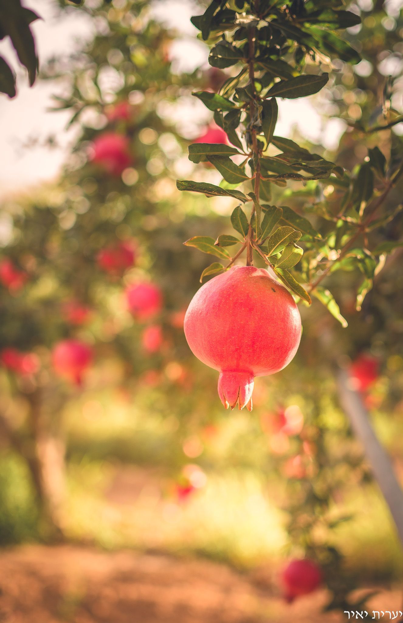 צילומים בטבע 