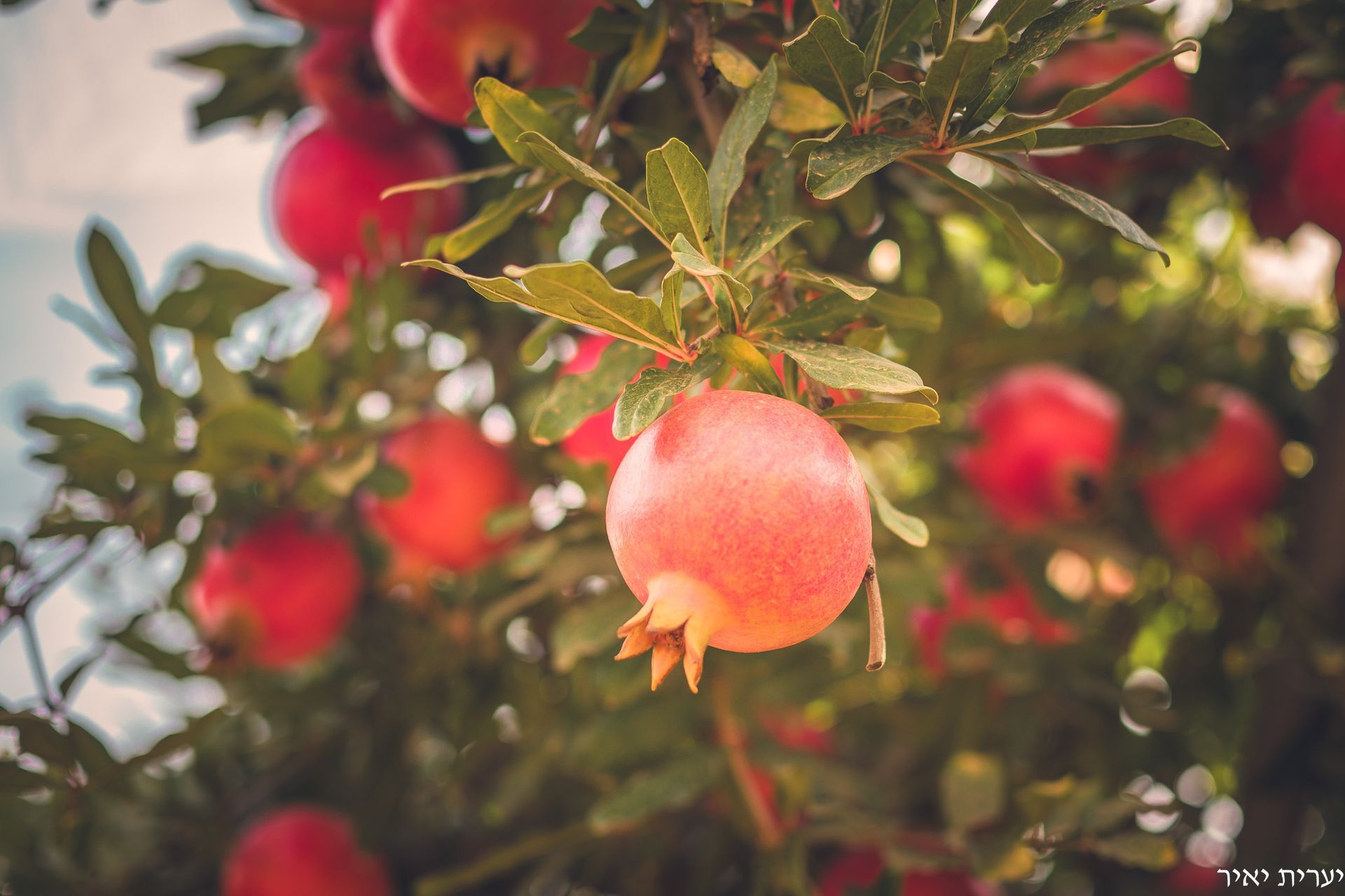 צילומים בטבע 