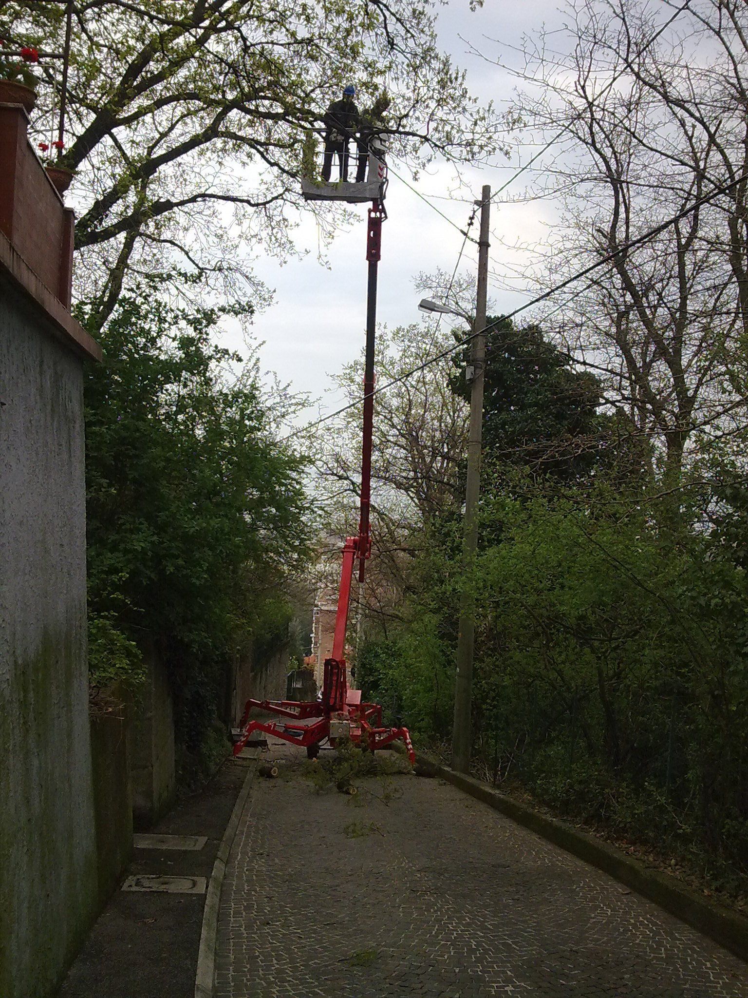 potatura di un albero tramite piattaforma aerea