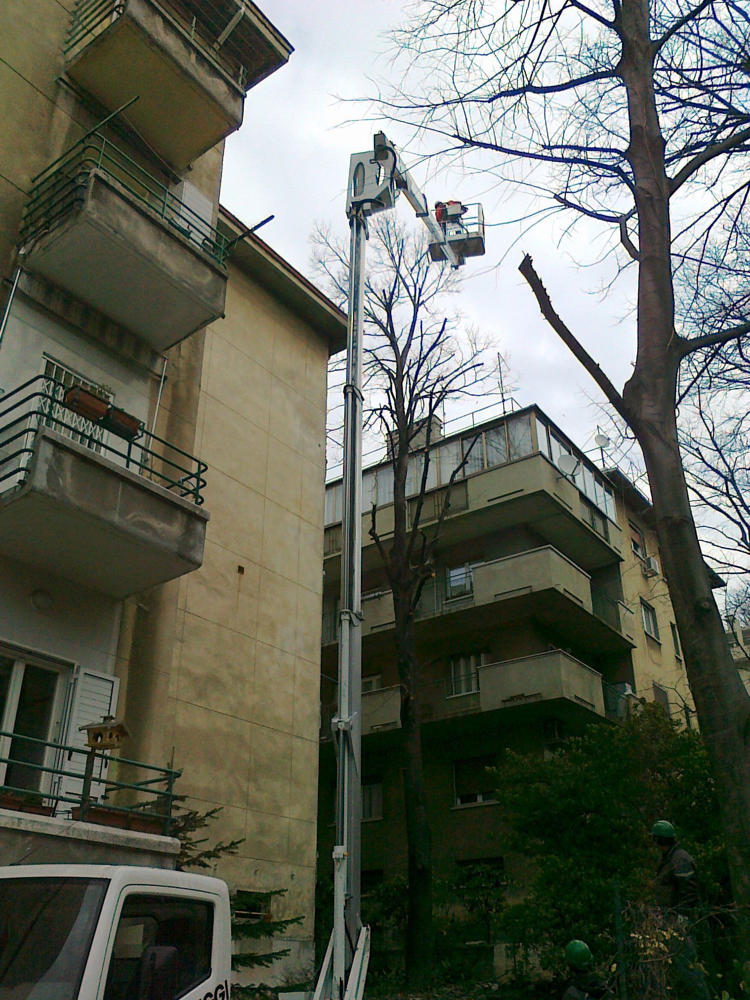 potatura albero ad alto fusto