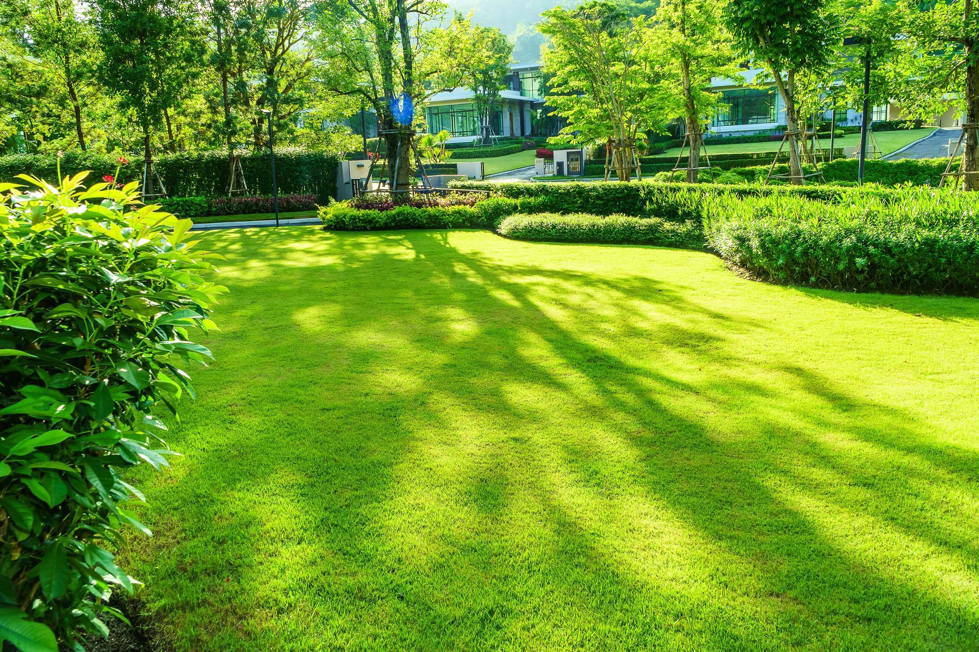 Lush green lawn with tree shadows, shrubs, and a house in the background on a sunny day.