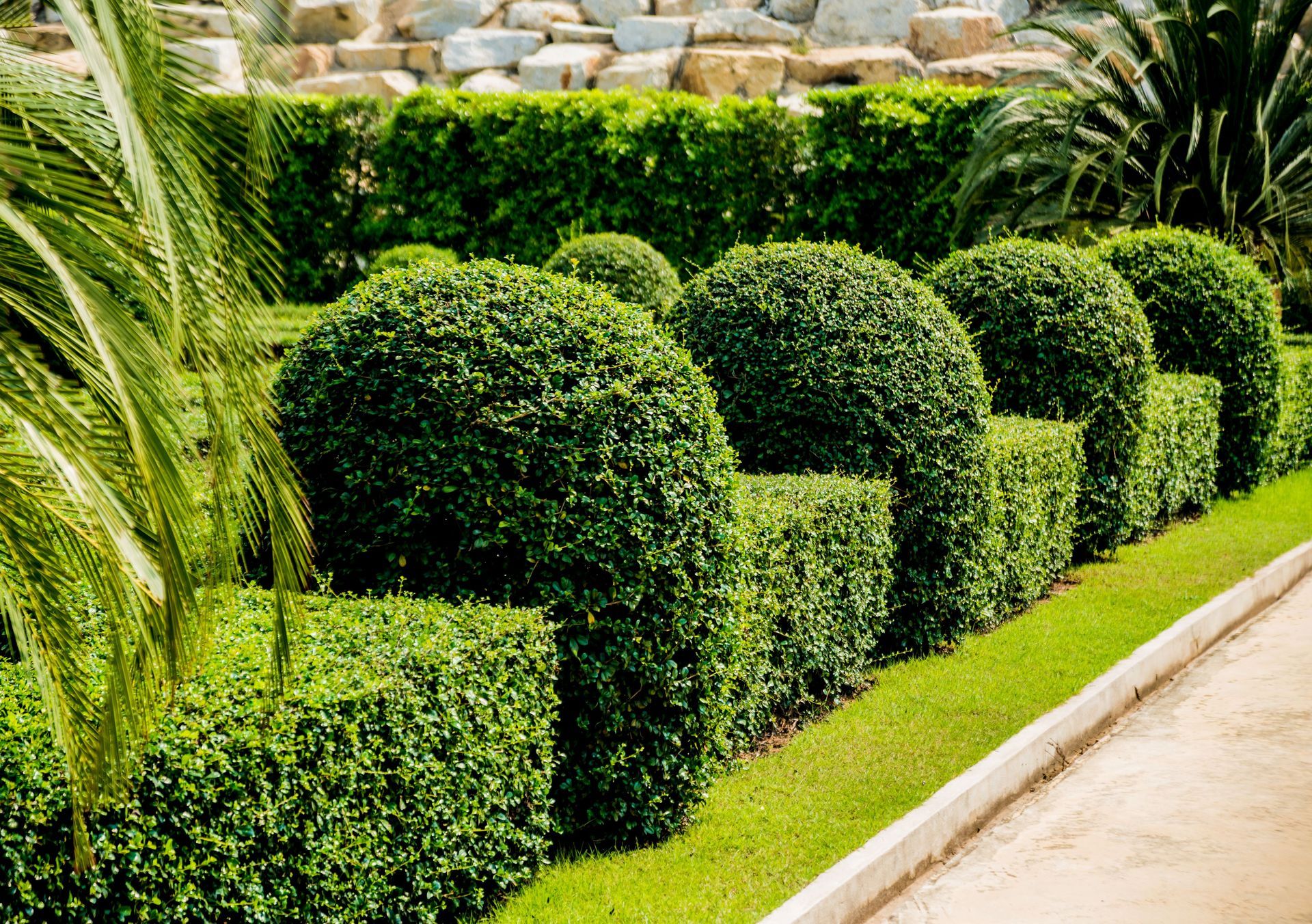 Green topiary shrubs in varying shapes line a well-manicured lawn with a stone wall backdrop.