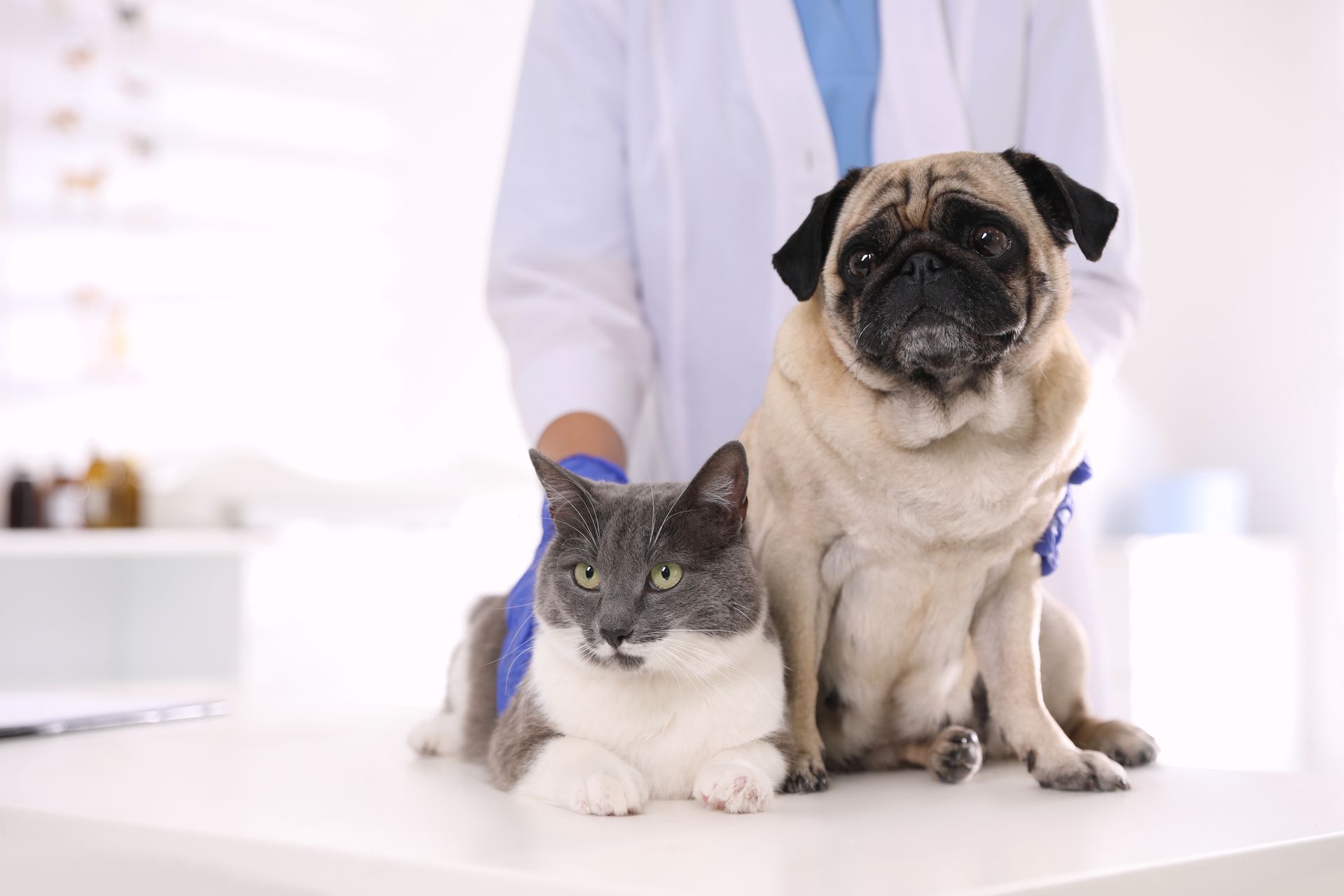Cat and Dog in Vet Clinic | Albuquerque, NM | St. Francis Animal Clinic