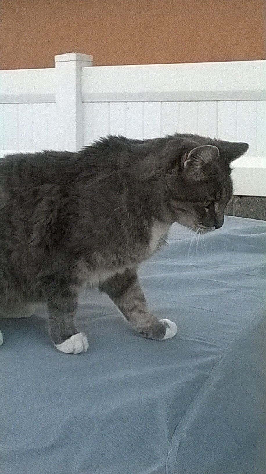 Dark Gray Cat | Albuquerque, NM | St. Francis Animal Clinic