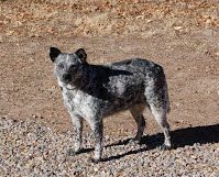 Dog With Fur Problem | Albuquerque, NM | St. Francis Animal Clinic