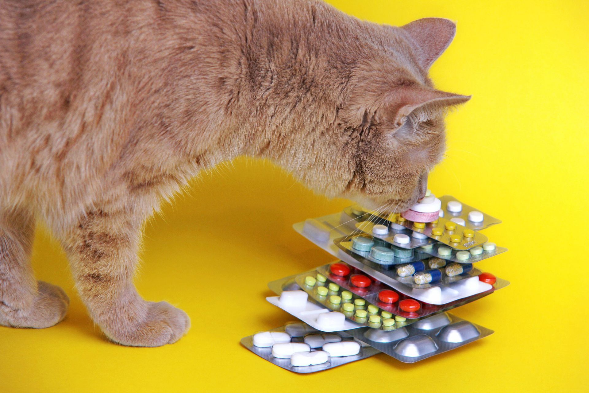 Cat Sniffs Medicines | Albuquerque, NM | St. Francis Animal Clinic
