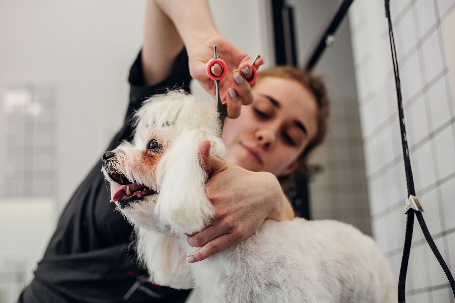 Dog In A Pet's Barbershop | Albuquerque, NM | St. Francis Animal Clinic