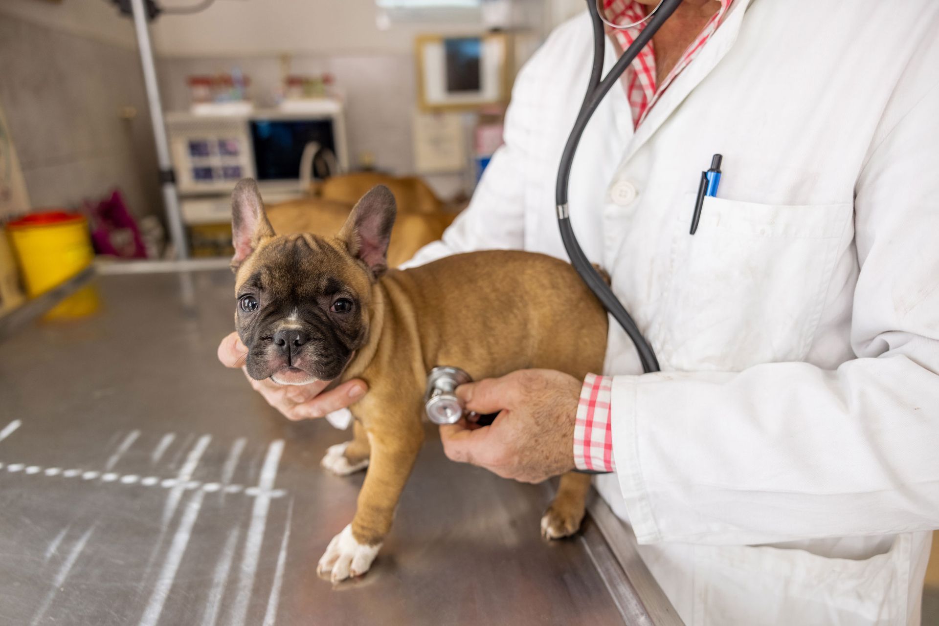Veterinarian With Stethoscope | Albuquerque, NM | St. Francis Animal Clinic