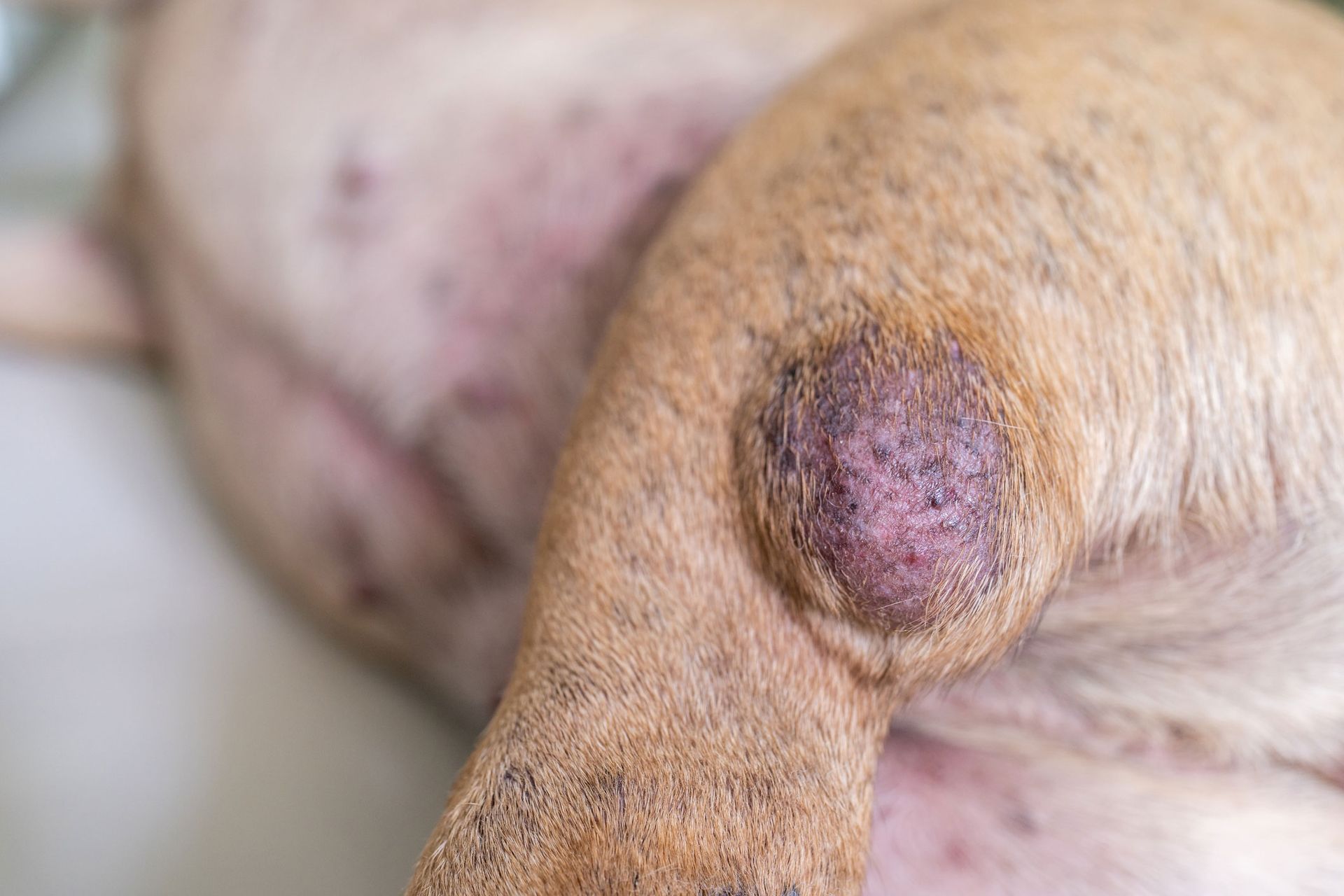Tumor On Dog's Leg | Albuquerque, NM | St. Francis Animal Clinic